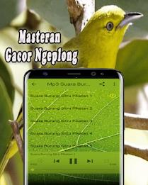 Suara Burung Sirtu Pikat MP3 Offline Captura de pantalla 2