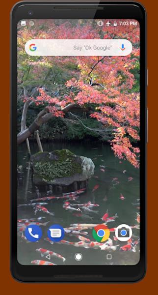 Japanese Koi Pond 4K Video LWP Captura de tela 3