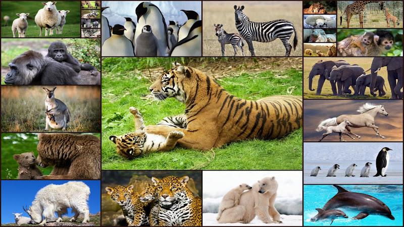 Baby Animal Jigsaw Puzzles স্ক্রিনশট 0