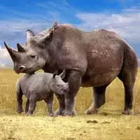 The Rhinoceros