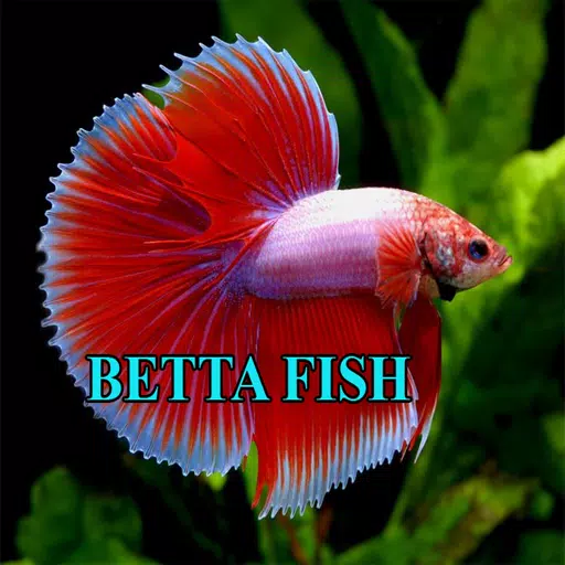 Betta Fish Gallery Captura de pantalla 0